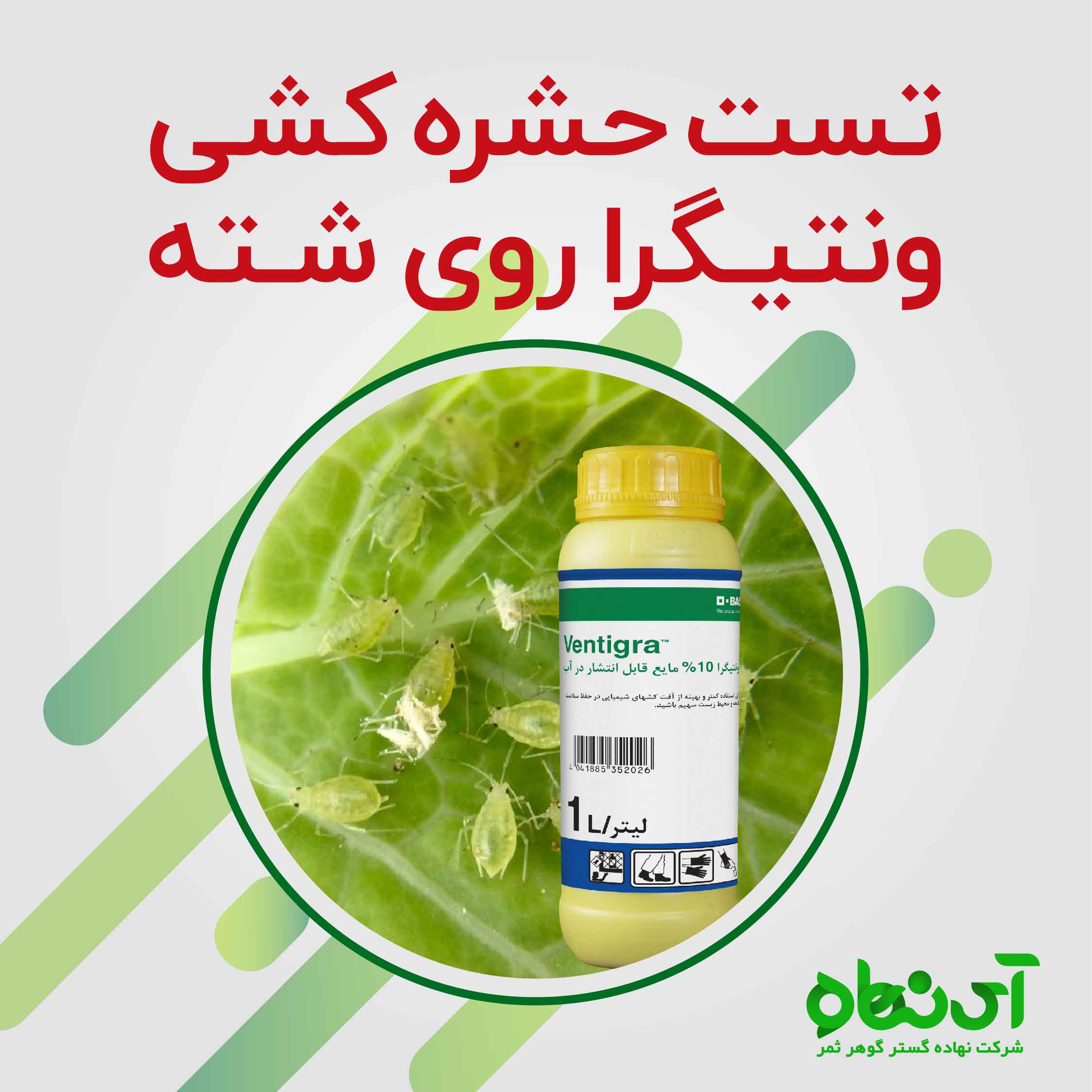 تست حشره کشی ونتیگرا روی شته